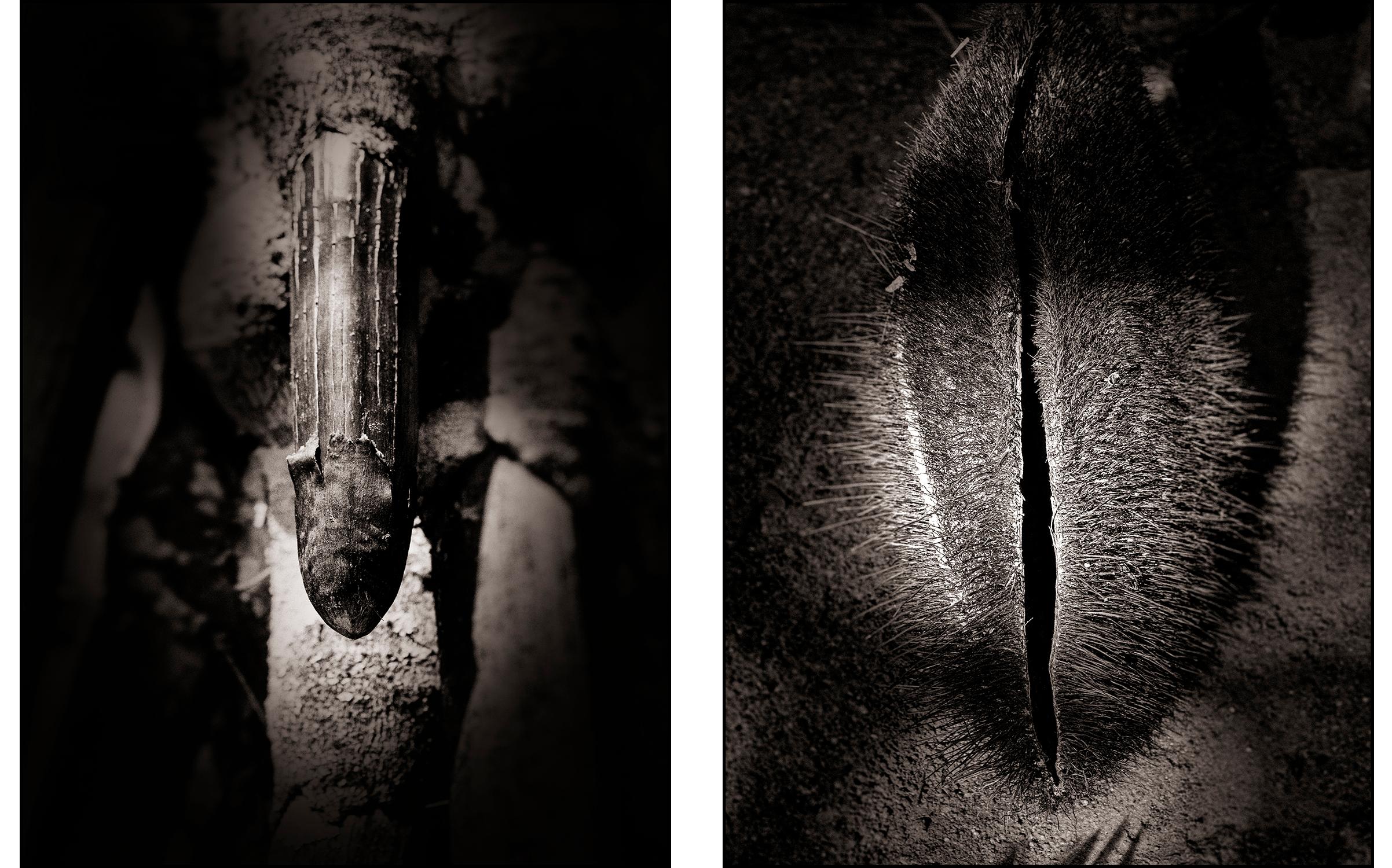 This Diptych consists of 2 images, each  37,5 x 50 cm.
Edition of 25
signed and numbered by the artist

The Seychelles palm, also known as the Seychelles nut, is an endemic palm species that occurs exclusively in the Seychelles. Its seeds are the
