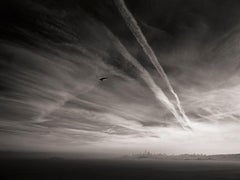 Gabbiano di Alcatraz, Fotografia, Edizione limitata, Skyline, San Francisco