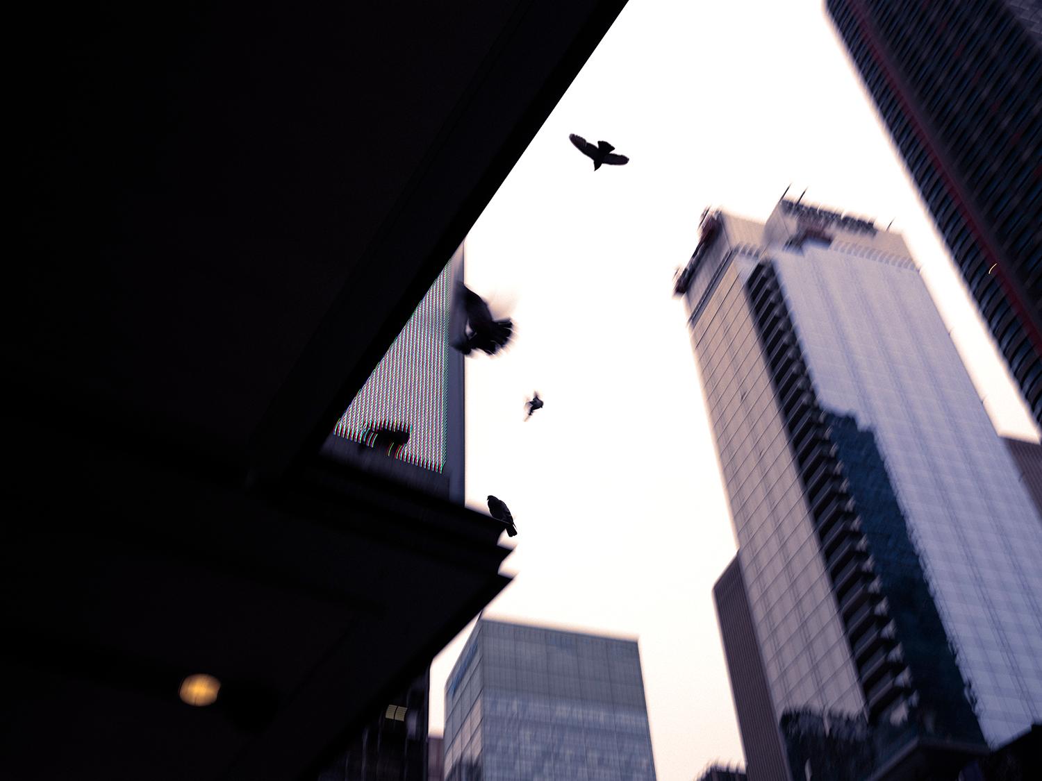JJK Still-Life Photograph – Birds of New York, Fotografie, limitierte Auflage, Stadtlandschaft, Straße