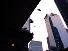 Birds of New York, Fotografie, limitierte Auflage, Stadtlandschaft, Straße