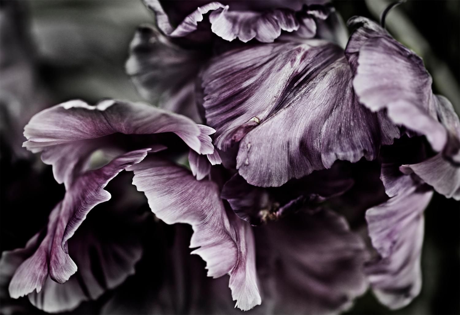Tulipanes loro negro
Edición de 25 ejemplares
firmado y numerado por el artista

El significado más conocido de los tulipanes es el amor perfecto y profundo. Como el tulipán es una flor clásica que ha sido amada por muchos durante siglos, se ha