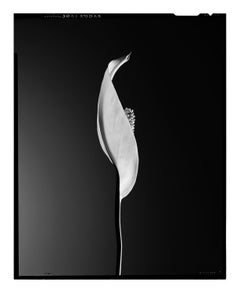 Calla by JJK, Photography, Limited Edition, Flower, analog, 4x5 inch