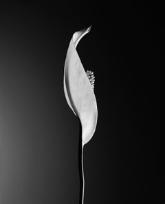 Calla by JJK, Fotografie, limitierte Auflage, Blumenblume, analog, 4x5 Zoll