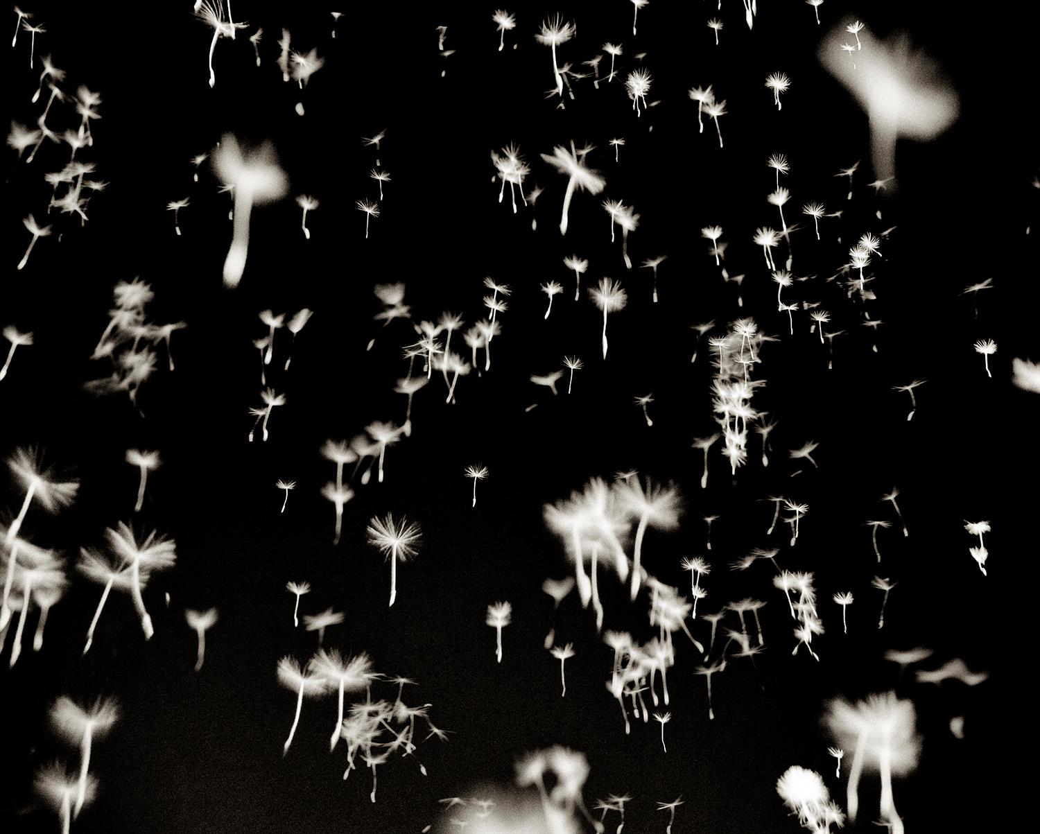 JJK Black and White Photograph – Dandelion Regen, Fotografie, limitierte Auflage, Blume, Galaxy