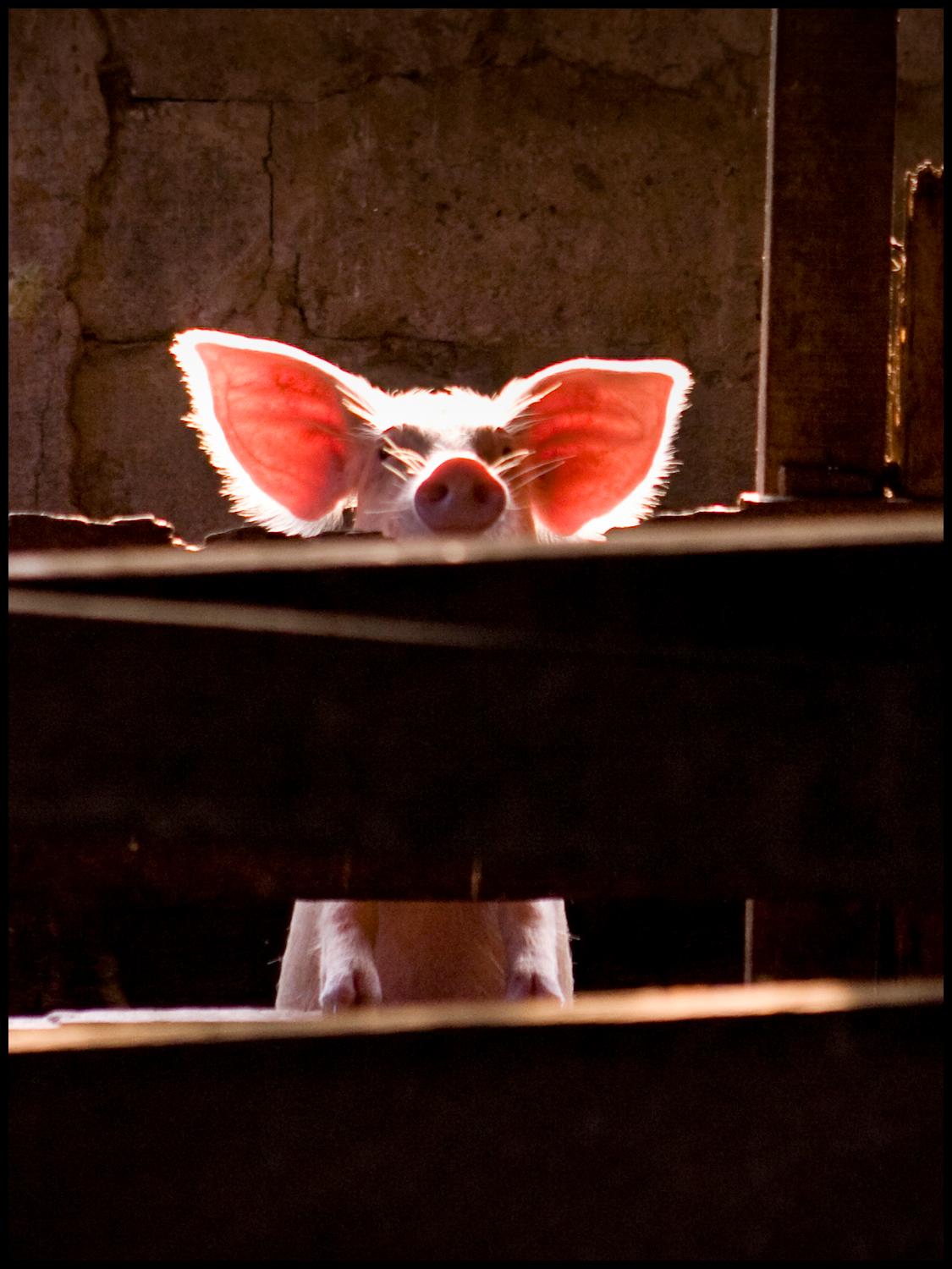 Edition of 25
signed and numbered by the artist

Peppa was the bishop's pig in Ghana. The sun shines into the stable and makes her ears light up.

JJK is a pseudonym for one of the world's most successful photo artists.
In his series "Always in my