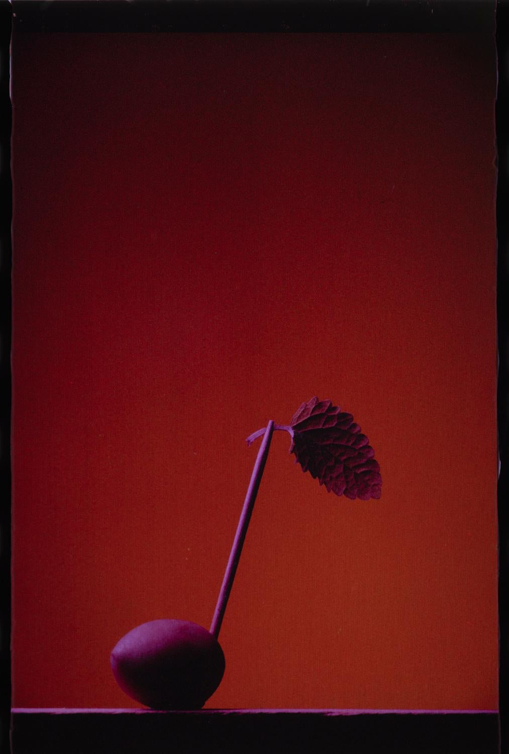 Purple Note
Edition of 25
signed and numbered by the artist

This still-life picture of a Music Note consists of an olive, mint leaf and a toothpick. It was shot on Polaroid Polachrome Transparency Film in the 80s.

JJK is a pseudonym for one of the