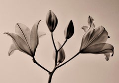 Rising Lily von JJK, Fotografie, limitierte Auflage, Blume, Muse