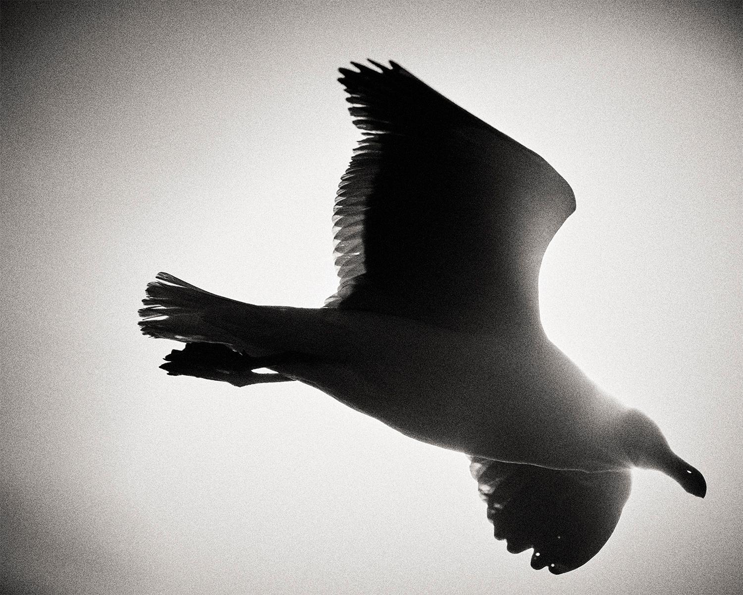JJK Portrait Photograph – gull, Fotografie, limitierte Auflage, Tier, Schwarz-Weiß-Fotografie