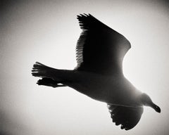 Seagull, Photography, Limited Edition, Animal, blackandwhite