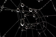 Spiderweb by JJK, Fotografie, Limitierte Auflage, Tier, Natur, Makro