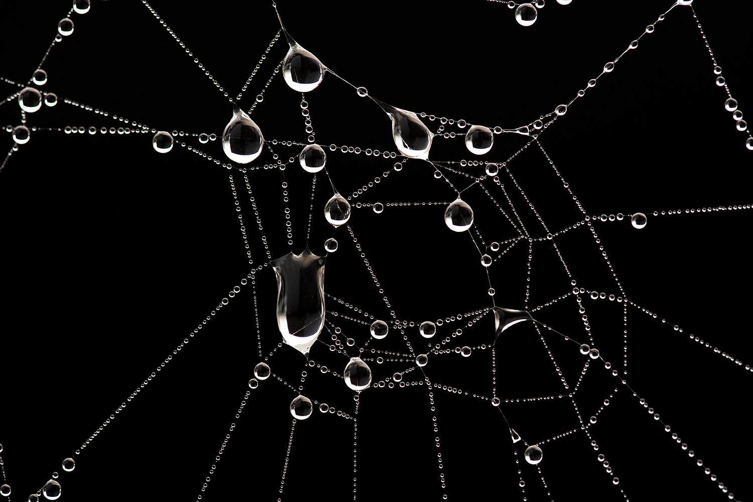 Tela de araña por JJK, Fotografía, Edición limitada, animal, naturaleza, makro en venta 1