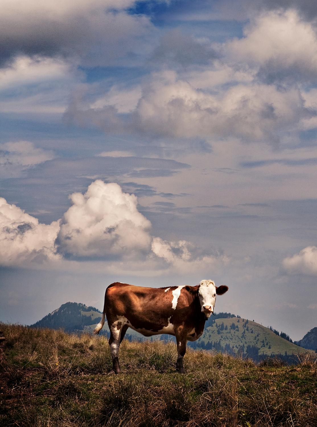 JJK Portrait Photograph - The Cow, Photography, Limited Edition, Animal, Mountain, Portrait