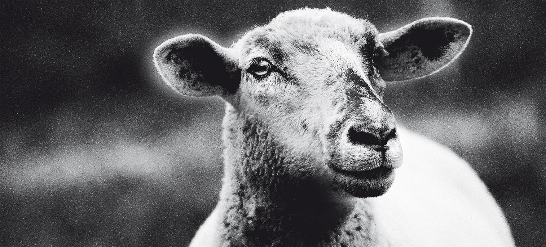 La pecora
Edizione di 25
firmato e numerato dall'artista

Una pecora in bianco e nero ripresa su pellicola analogica.

JJK è lo pseudonimo di uno degli artisti fotografici di maggior successo al mondo.
Nella sua serie "Always in my mind", ritrae la