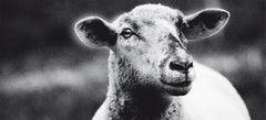 Vintage The Sheep by JJK, Photography, Limited Edition, animal, black and white