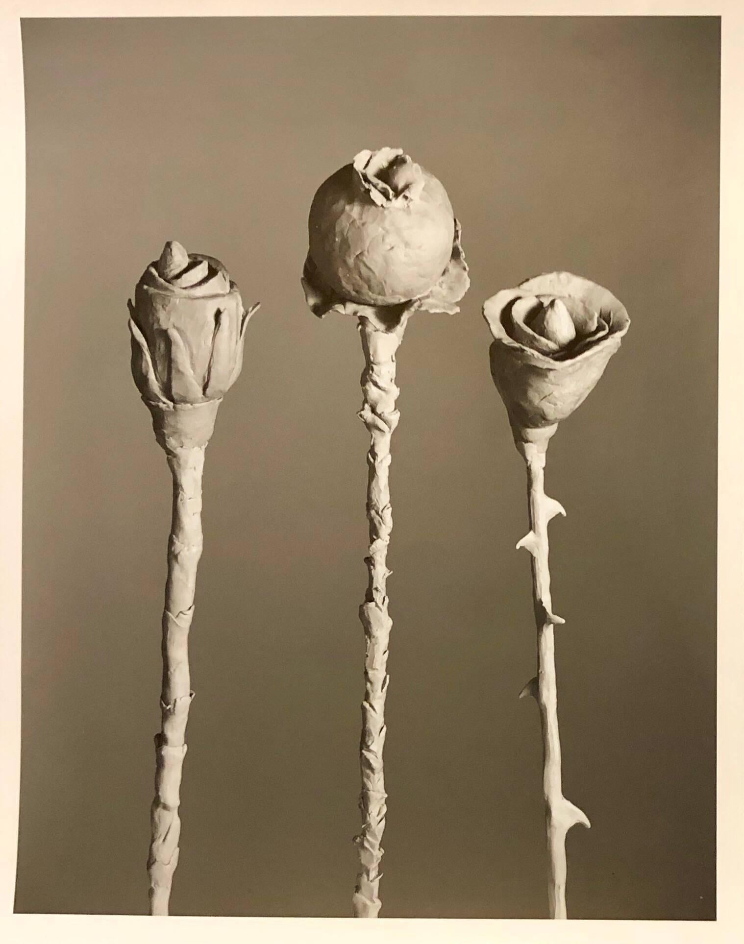 Blossfeldt #1, signierte Vintage-Fotografie aus Silbergelatine, signiert – Photograph von Jo Ann Callis