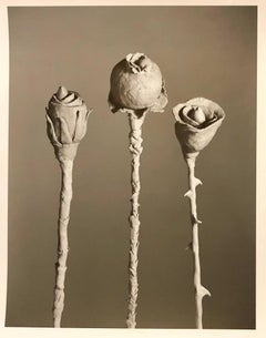 Nach Blossfeldt #1, Vintage-Silber-Gelatine-Fotografie, signiert