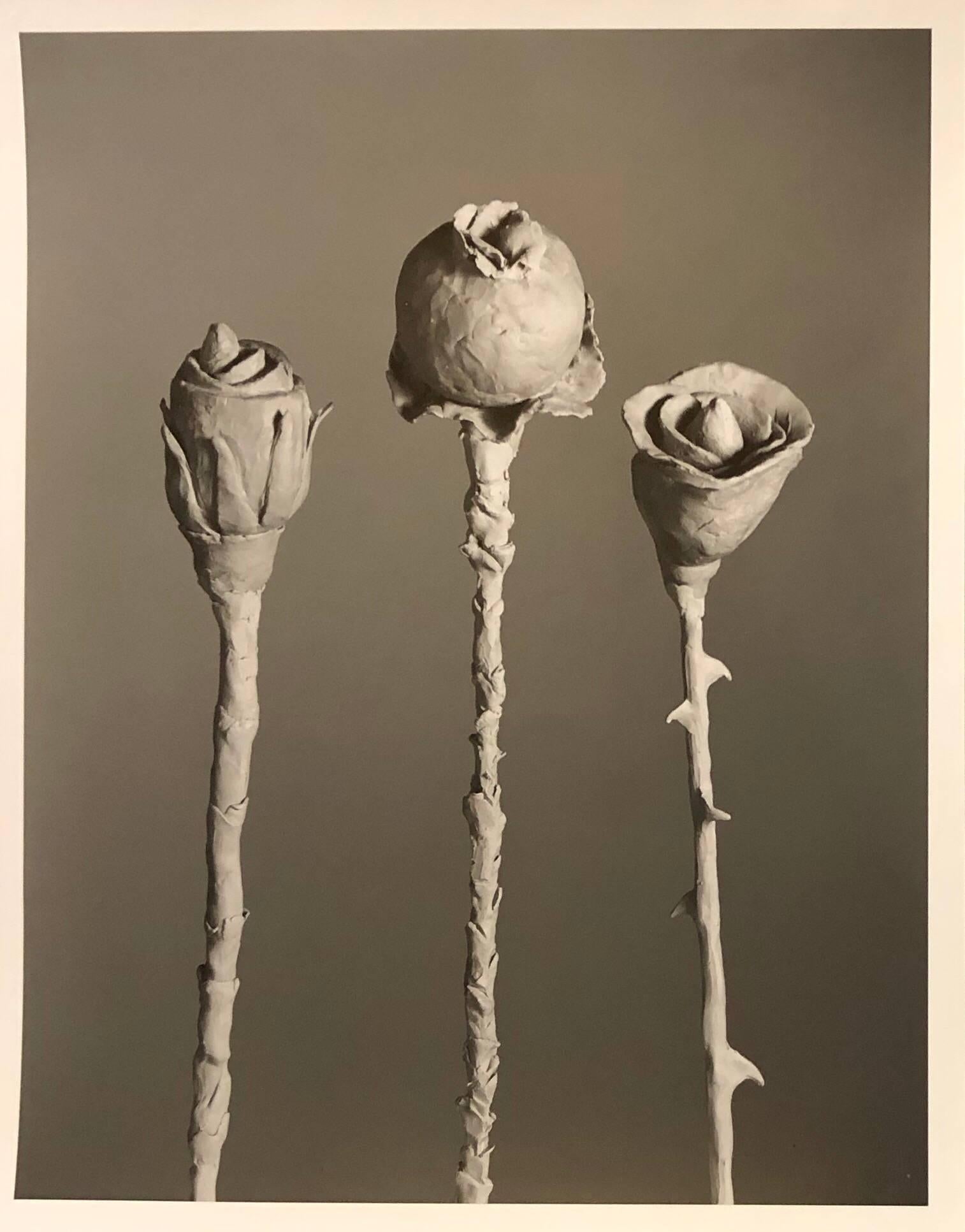 D'après Blossfeldt n°1, photographie vintage à la gélatine argentique signée