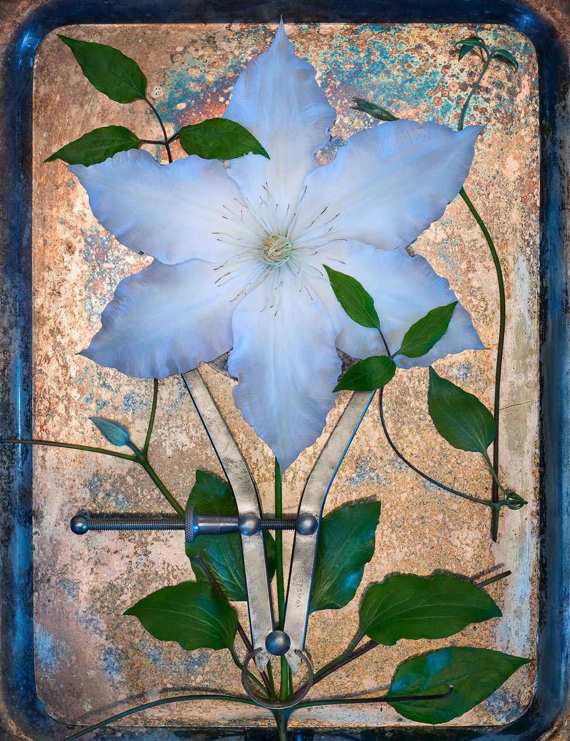 Jo Whaley Color Photograph - Clematis