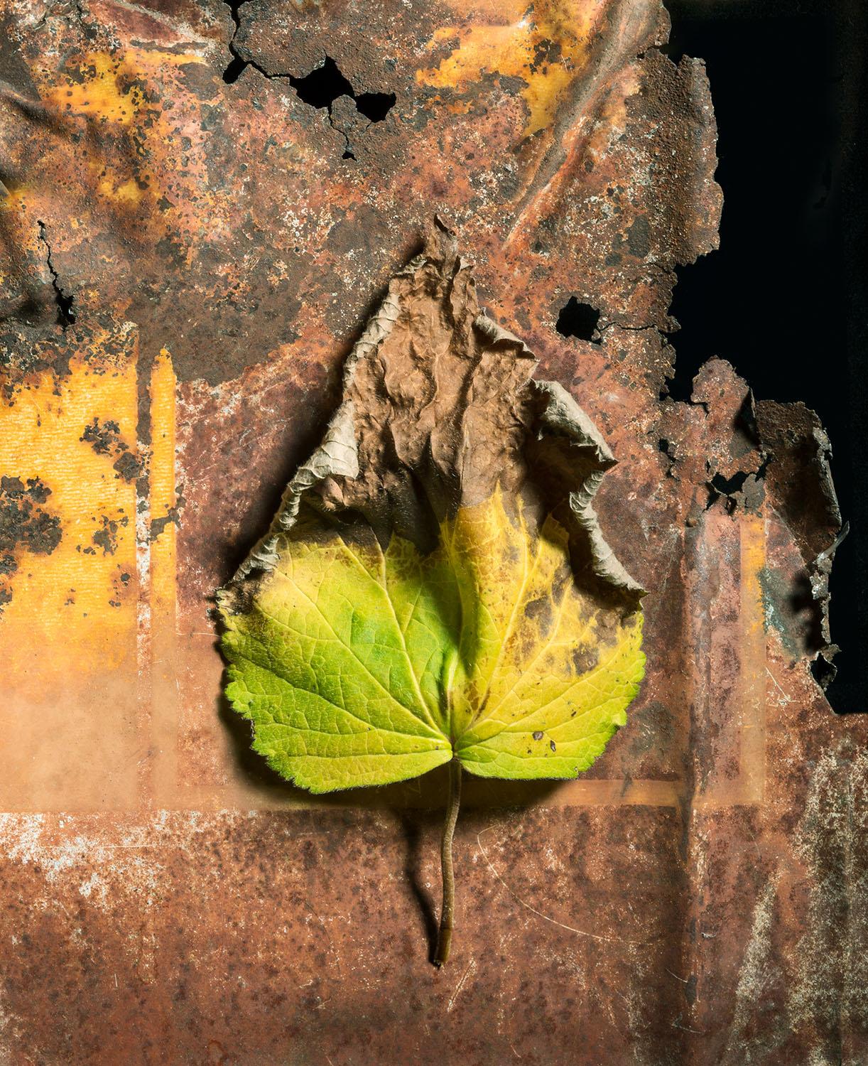Jo Whaley Color Photograph - Leaf