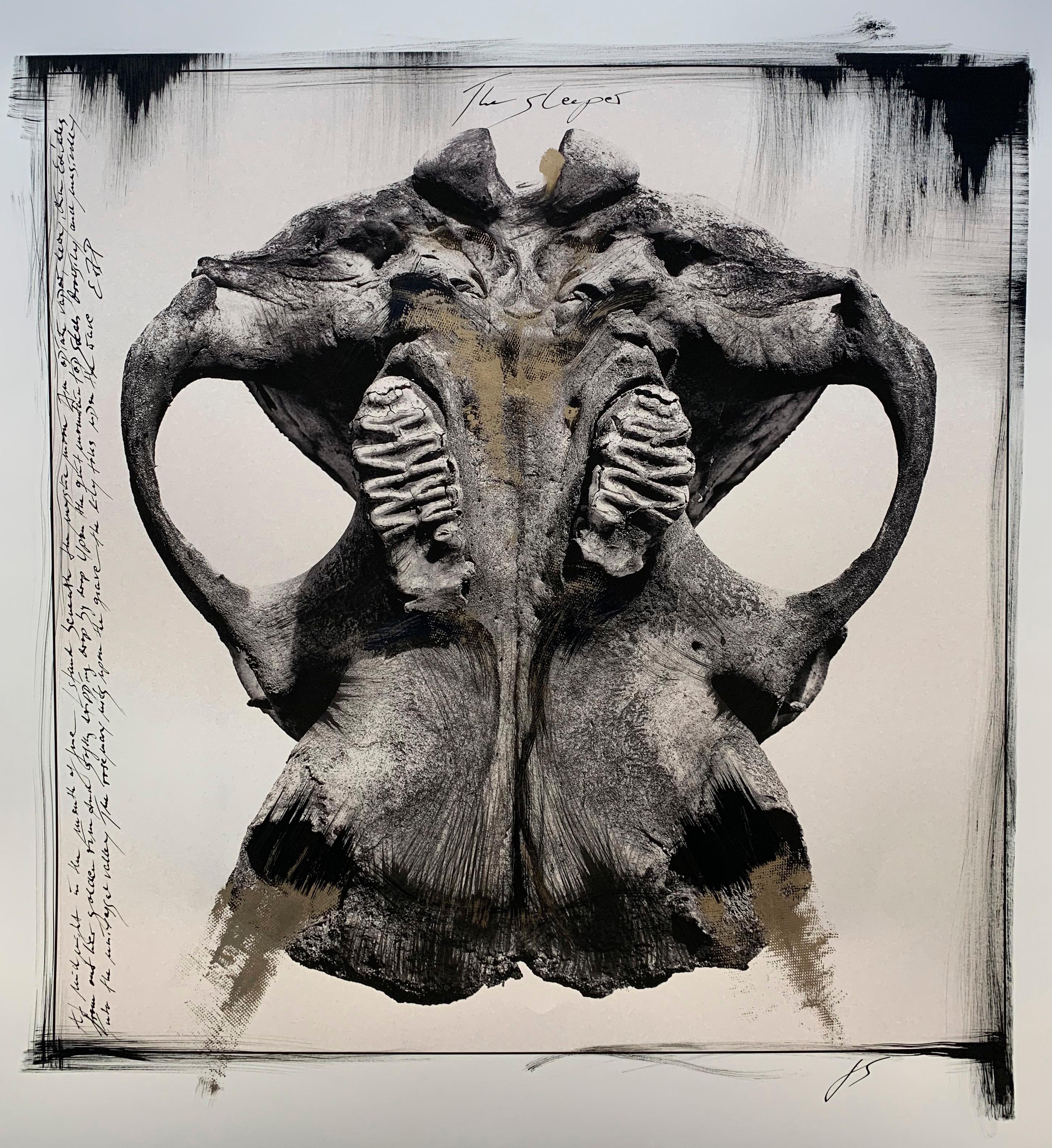 "Skull", Africa, Elephant, Painting, Photography, Mixed Media, animal