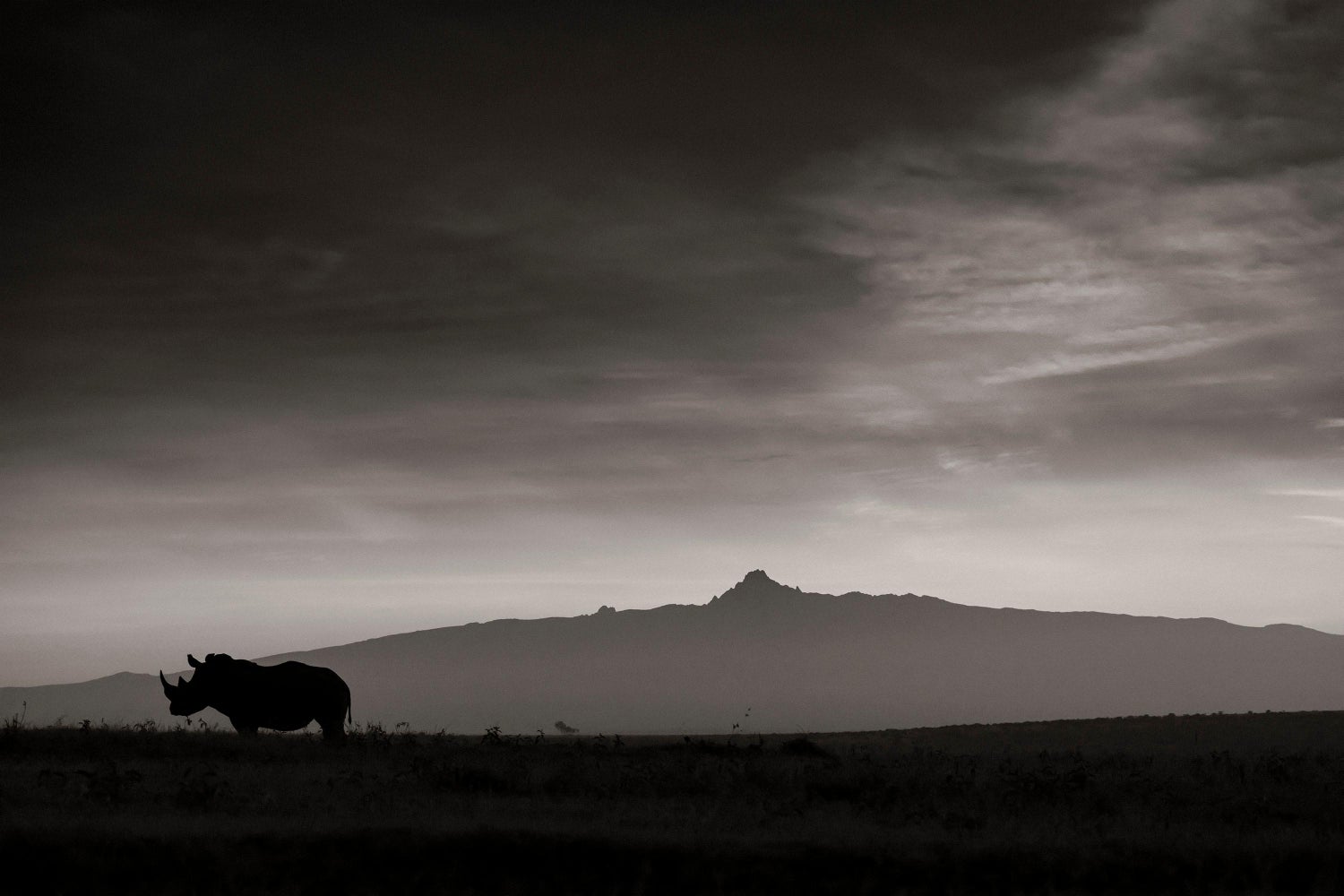 6 Am Mount Kenya Kenya 2019 Contemporary Wildlife B W Photography