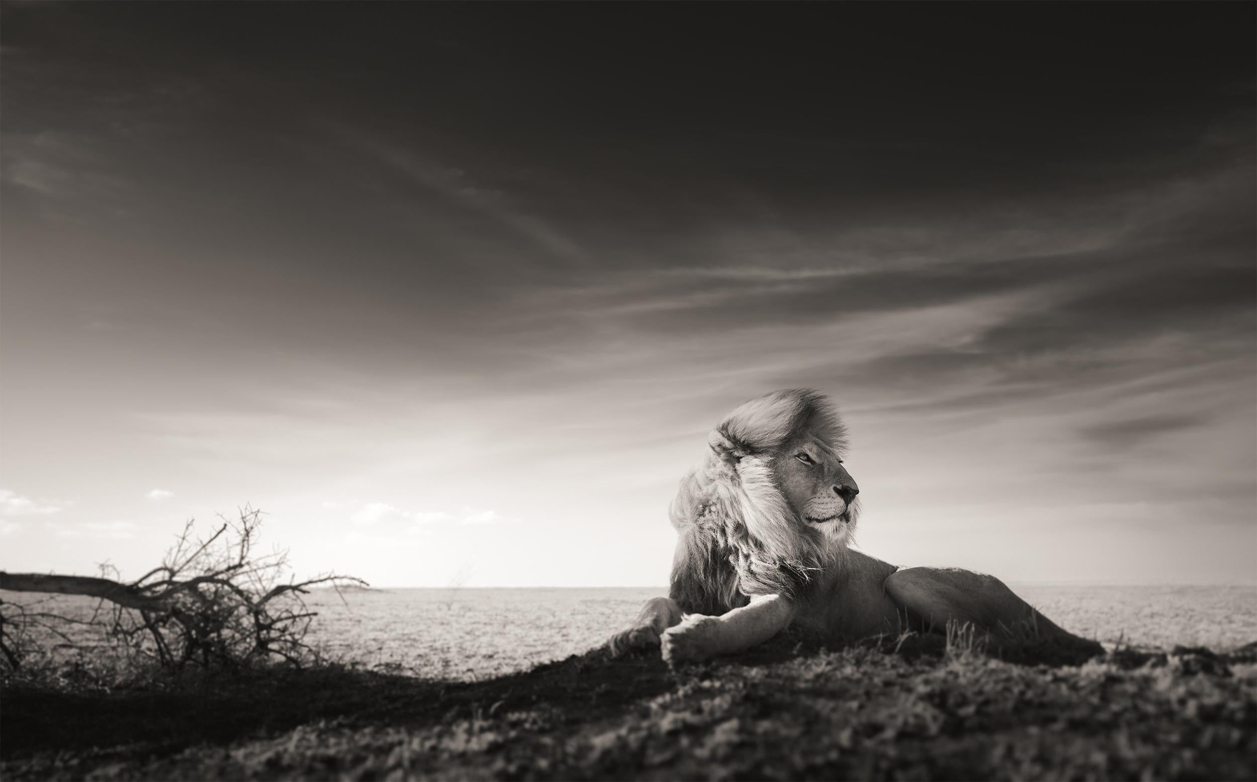 Joachim Schmeisser Black and White Photograph – A King's time, Zeitgenössisch, Wildtiere, Schwarz-Weiß-Fotografie, Löwe