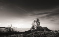 A King's time, contemporáneo, vida salvaje, fotografía en blanco y negro, León