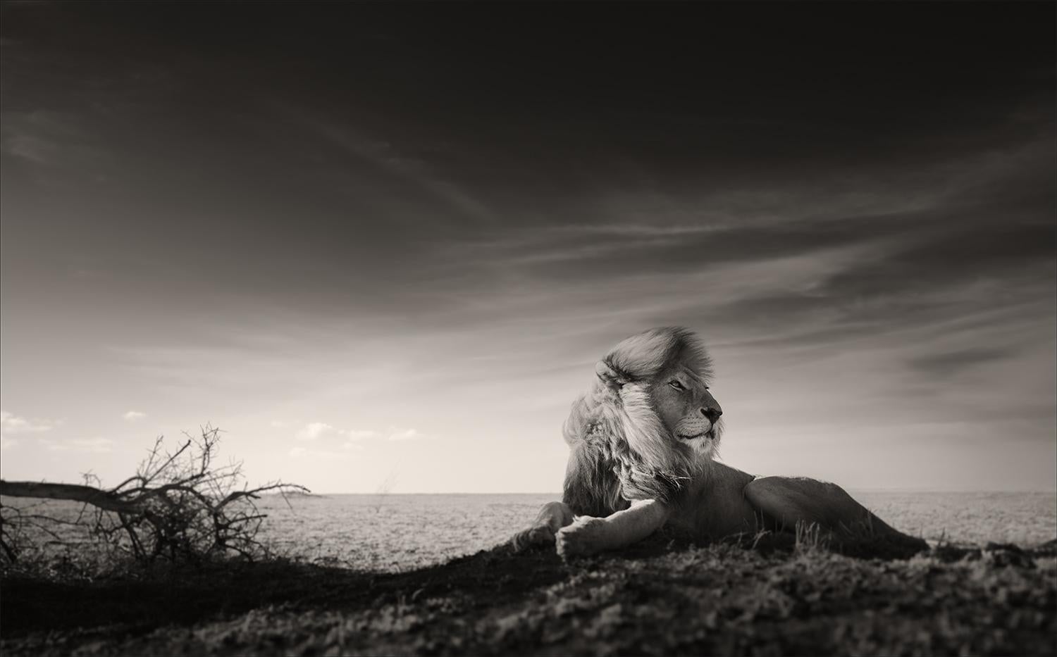 Joachim Schmeisser Portrait Photograph - A King's time, animal, wildlife, black and white photography, Lion