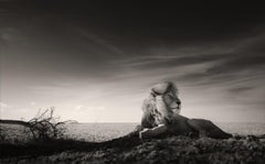 A King's time, Tier, Tier- und Tierwelt, Schwarz-Weiß-Fotografie, Löwe