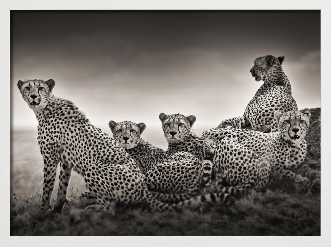 Alliance - Gruppo di leopardi su una collina, fotografia d'autore, 2022 - Photograph Contemporaneo di Joachim Schmeisser