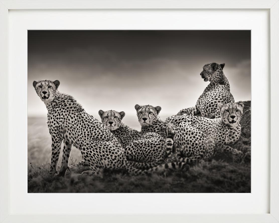 Alliance - Gruppo di leopardi su una collina, fotografia d'autore, 2022 - Black and White Photograph Nero di Joachim Schmeisser