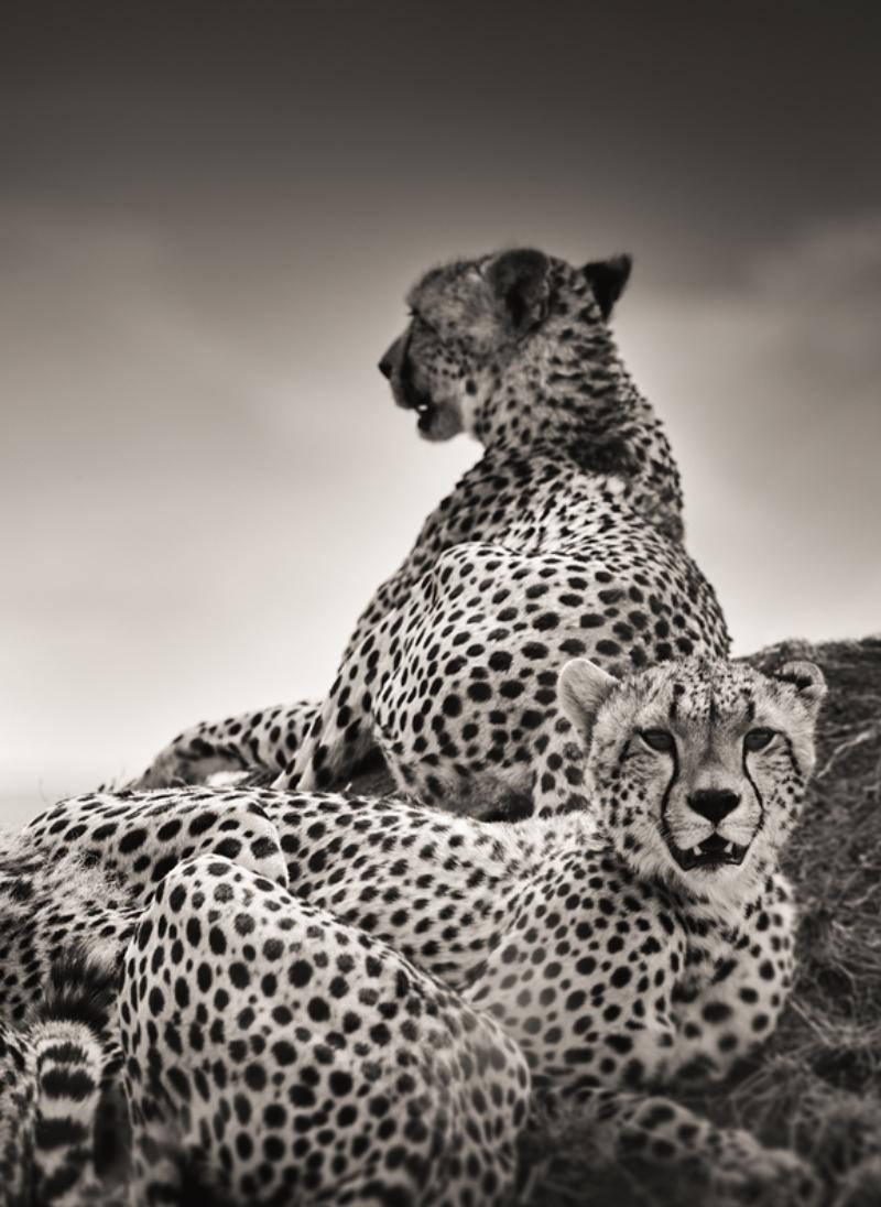 Ritratto in bianco e nero di un gruppo di Leopardi seduti accoccolati su una collina nella savana, fotografato da Joachim Schmeisser nel 2022.

Tutte le stampe sono in edizione limitata. Disponibile in più misure. Cornici di alto livello su