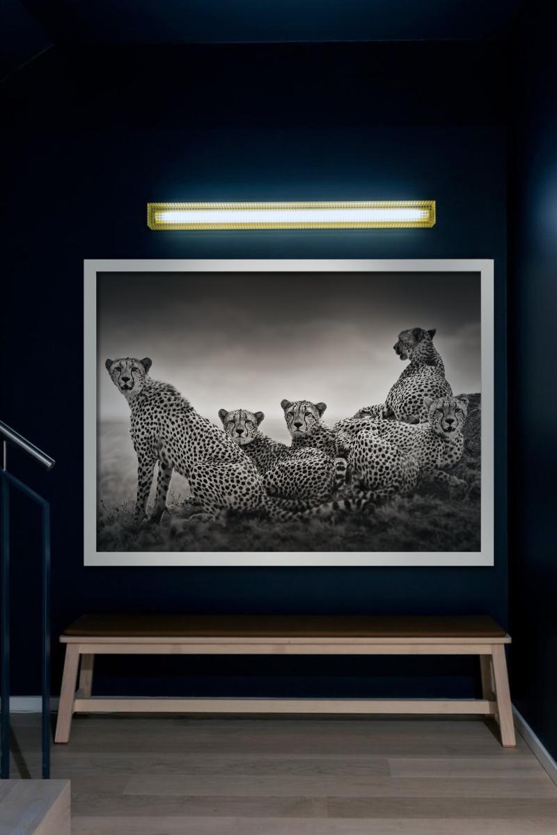 Alliance - Gruppo di leopardi su una collina, fotografia d'autore, 2022 in vendita 2
