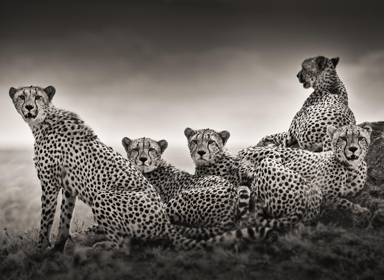 Black and White Photograph di Joachim Schmeisser - Alliance - Gruppo di leopardi su una collina, fotografia d'autore, 2022