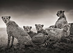 Alliance - Group of Leopards on a Hill, Fine Art Photography, 2022