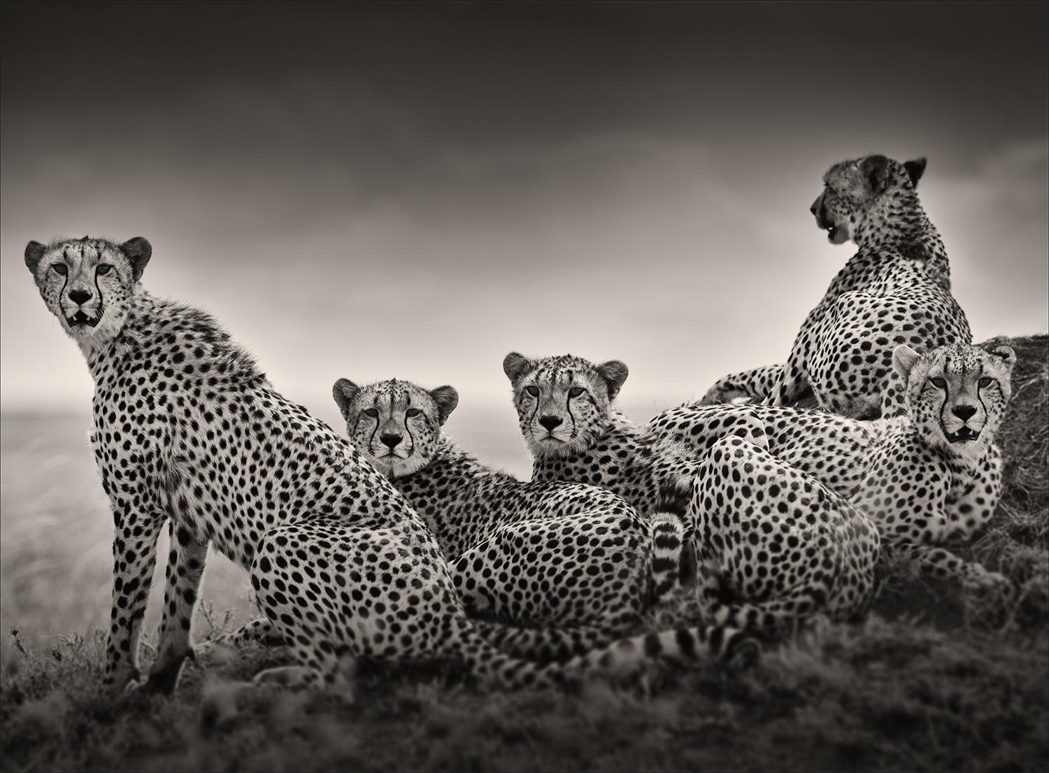 Black and White Photograph de Joachim Schmeisser - Alianza I, animal, vida salvaje, fotografía en blanco y negro, guepardo