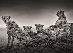 Alliance I, animal, wildlife, black and white photography, cheetah