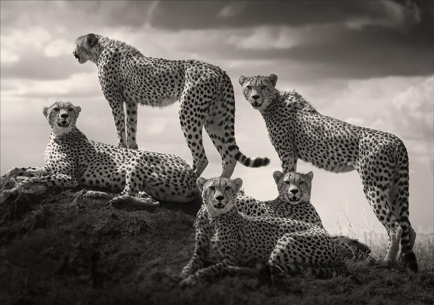 Joachim Schmeisser Black and White Photograph - Alliance II, animal, wildlife, black and white photography, cheetah