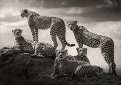 Alliance II, Tier, Tierwelt, Schwarz-Weiß-Fotografie, Geparden