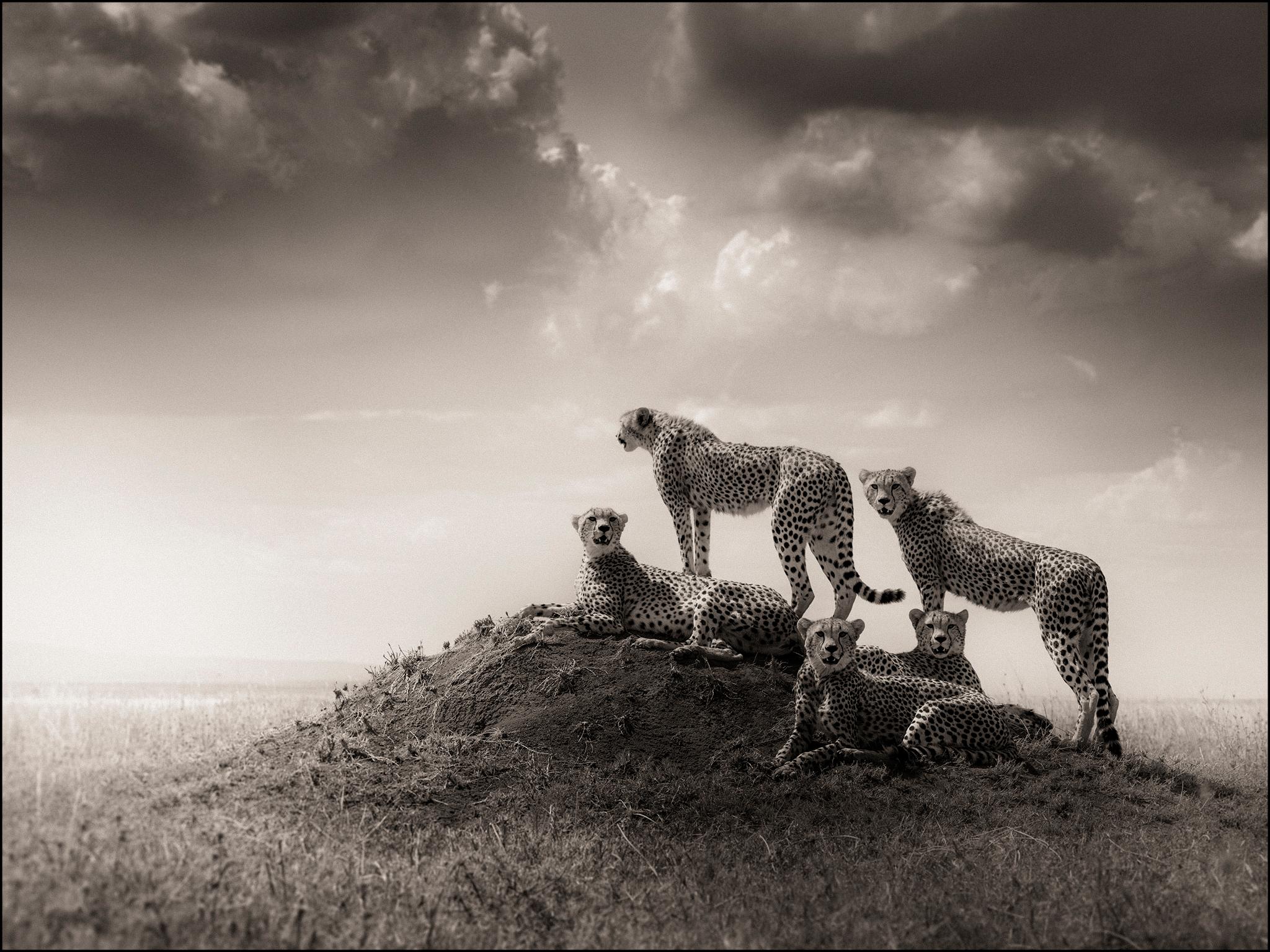 Alliance III, contemporary, wildlife, black & white photography, Cheetahs