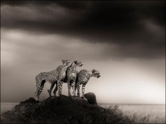 Alliance IV, contemporary, wildlife, black & white photography, Cheetahs