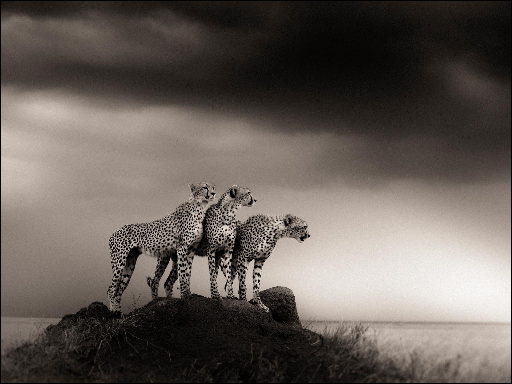 Alliance IV, contemporary, wildlife, black & white photography, Cheetahs