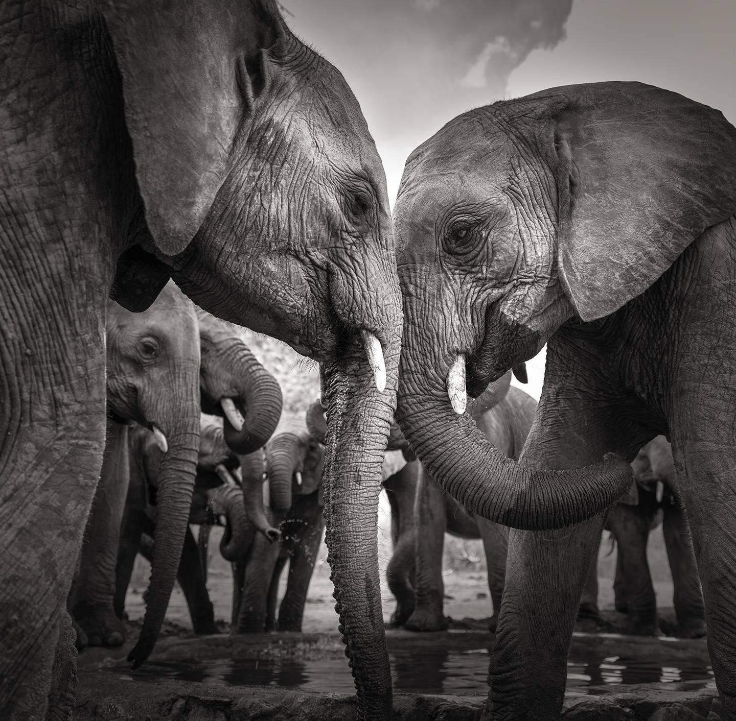 Joachim Schmeisser Black and White Photograph - At the waterhole II, animal, wildlife, black and white photography, elephant