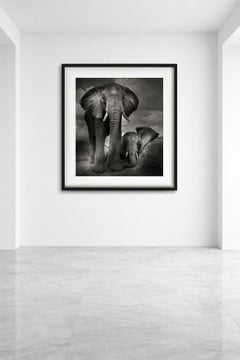 Best Buddies - Closeup Portrait of Two young Elephants, Fine Art Photography