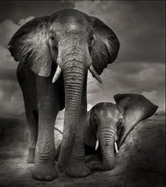 Best Buddies - Closeup Portrait of Two young Elephants, Fine Art Photography
