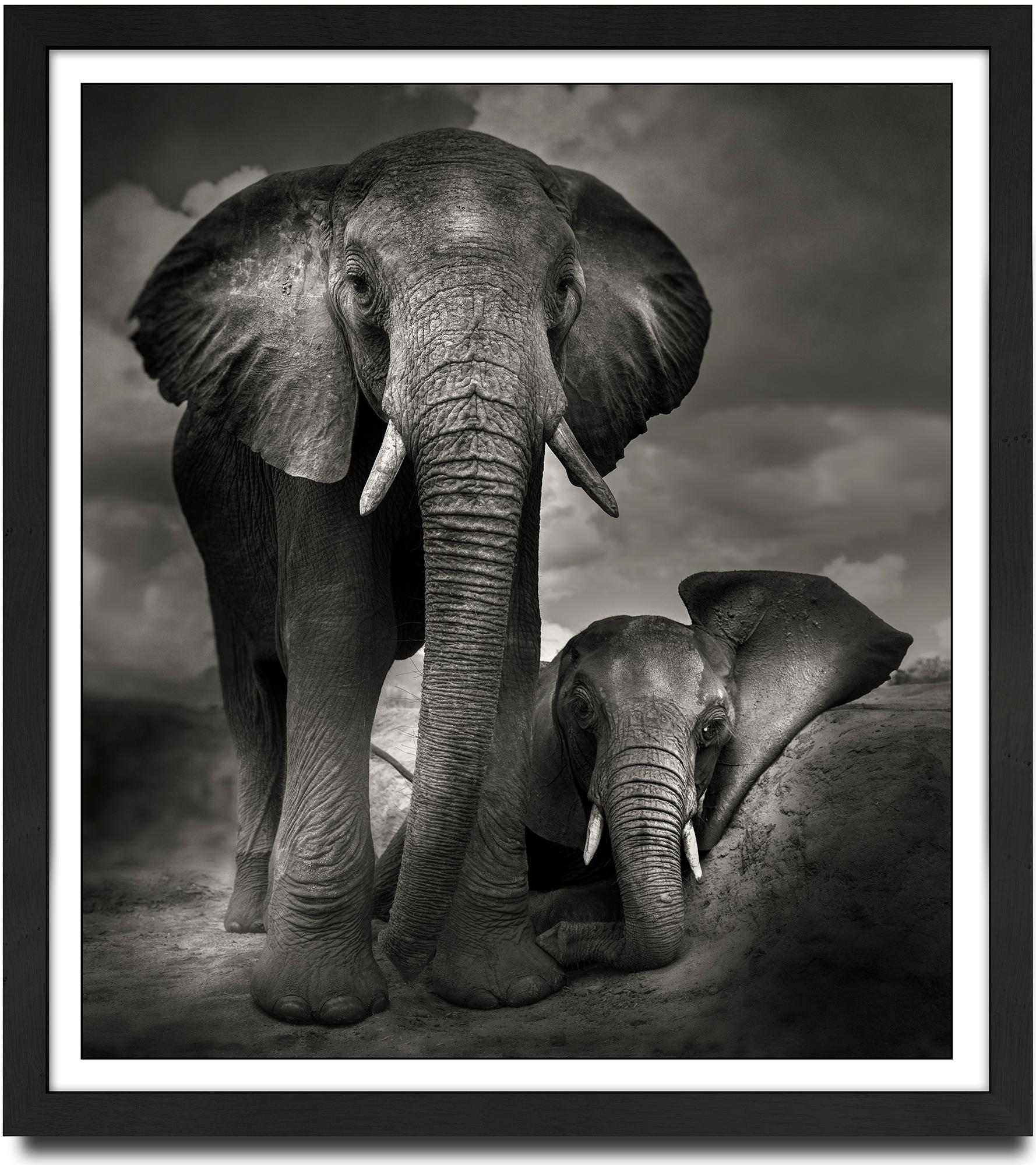 Best buddies, animal, wildlife, black and white photography, elephant, africa - Photograph by Joachim Schmeisser
