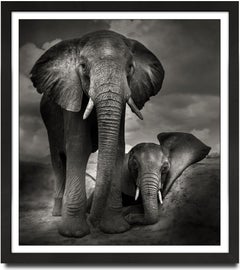 Best buddies, animal, wildlife, black and white photography, elephant, africa