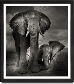 Best buddies, Kenya, Elephant, b&w, Landscape, Wildlife