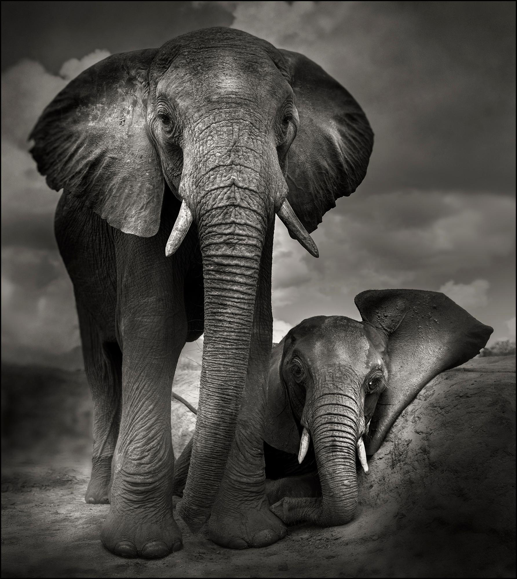 Joachim Schmeisser Black and White Photograph - Best buddies, animal, wildlife, black and white photography, elephant, africa