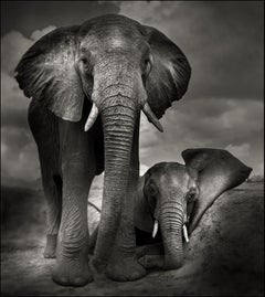Best buddies, animal, wildlife, black and white photography, elephant, africa